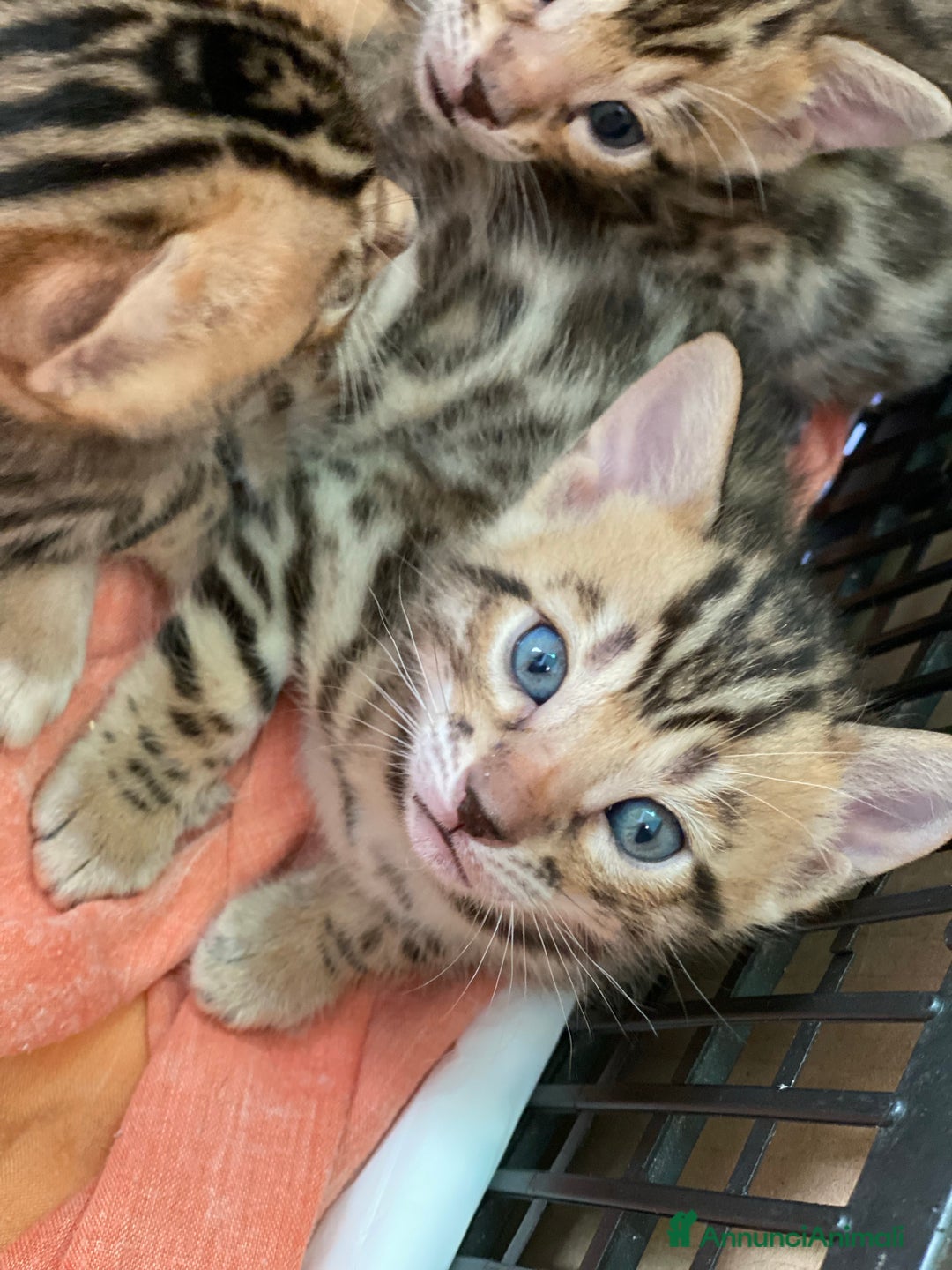 Immagine della galleria {{count}}