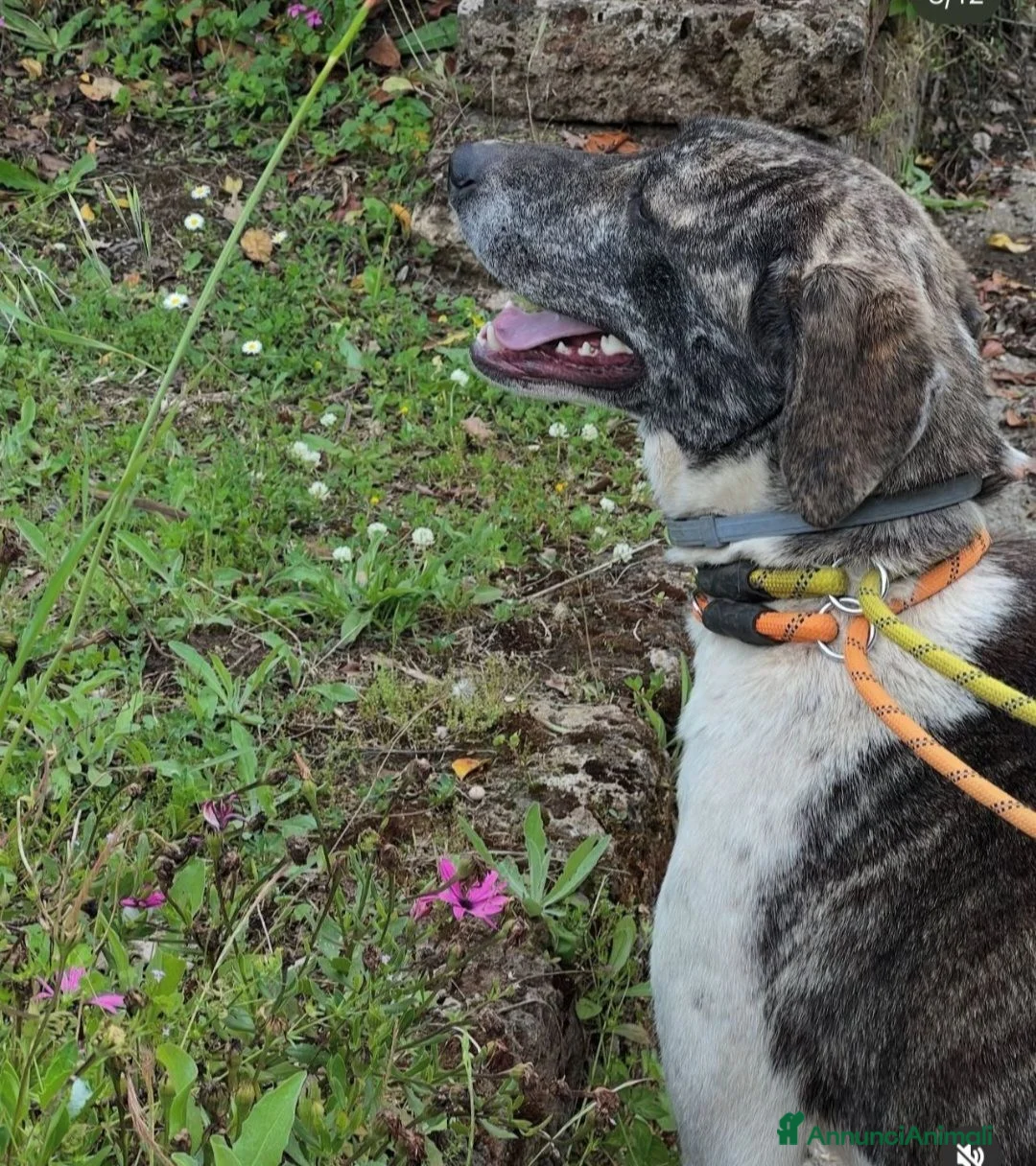 Meticcio cani in regalo: Luna 2anni e 1/2,tg grandina,ok gatti SOS ROMA  - Annuncio 2