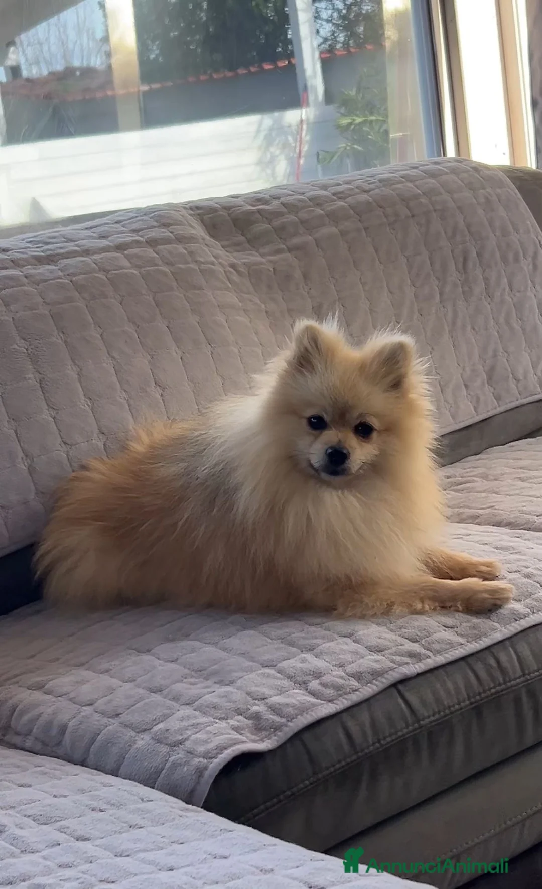 Spitz cani in vendita: Spitz tedesco nano  - Annuncio 5