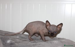 Sphynx gatti in vendita: Vendo cuccioli di sphynx a Provincia di Massa e Carrara - Immagine 5