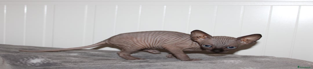 Sphynx Gattino 3