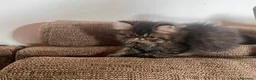 Persiano gatti in vendita: 🐾 Splendidi cuccioli di gatto Persiano 🐾 - Annuncio 2