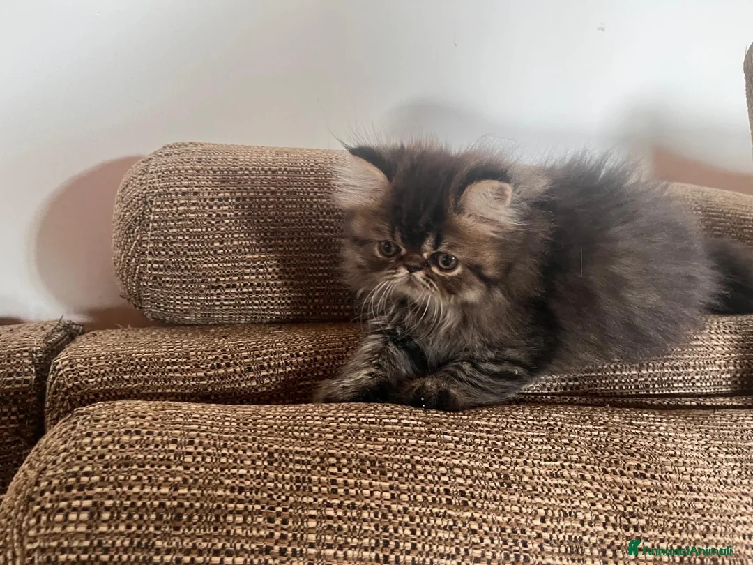 Persiano gatti in vendita: 🐾 Splendidi cuccioli di gatto Persiano 🐾 - Annuncio 2