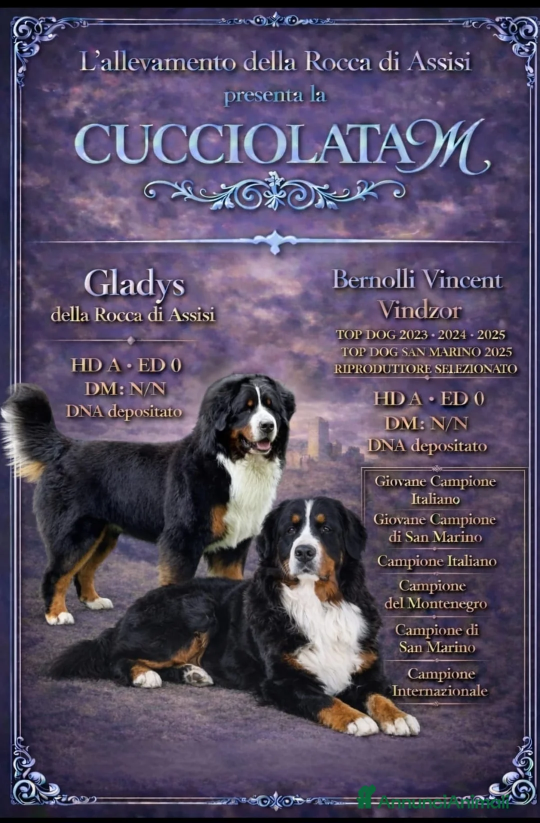 Bovaro del Bernese cani in vendita: Cucciolata Selezionatissima: ultime disponibilità  - Annuncio 4