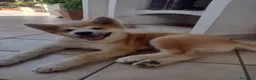 Akita Inu cani in vendita: Akita cuccioli  - Annuncio 3