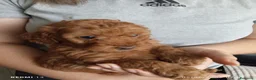 Barboncino cani in vendita: Barboncino nano  - Annuncio 3