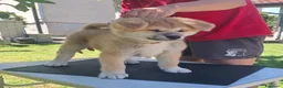 Akita Inu cani in vendita: Cuccioli di Akita Inu - Annuncio 2