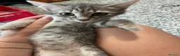 Meticcio gatti in vendita: Gattino simpatico  - Annuncio 6
