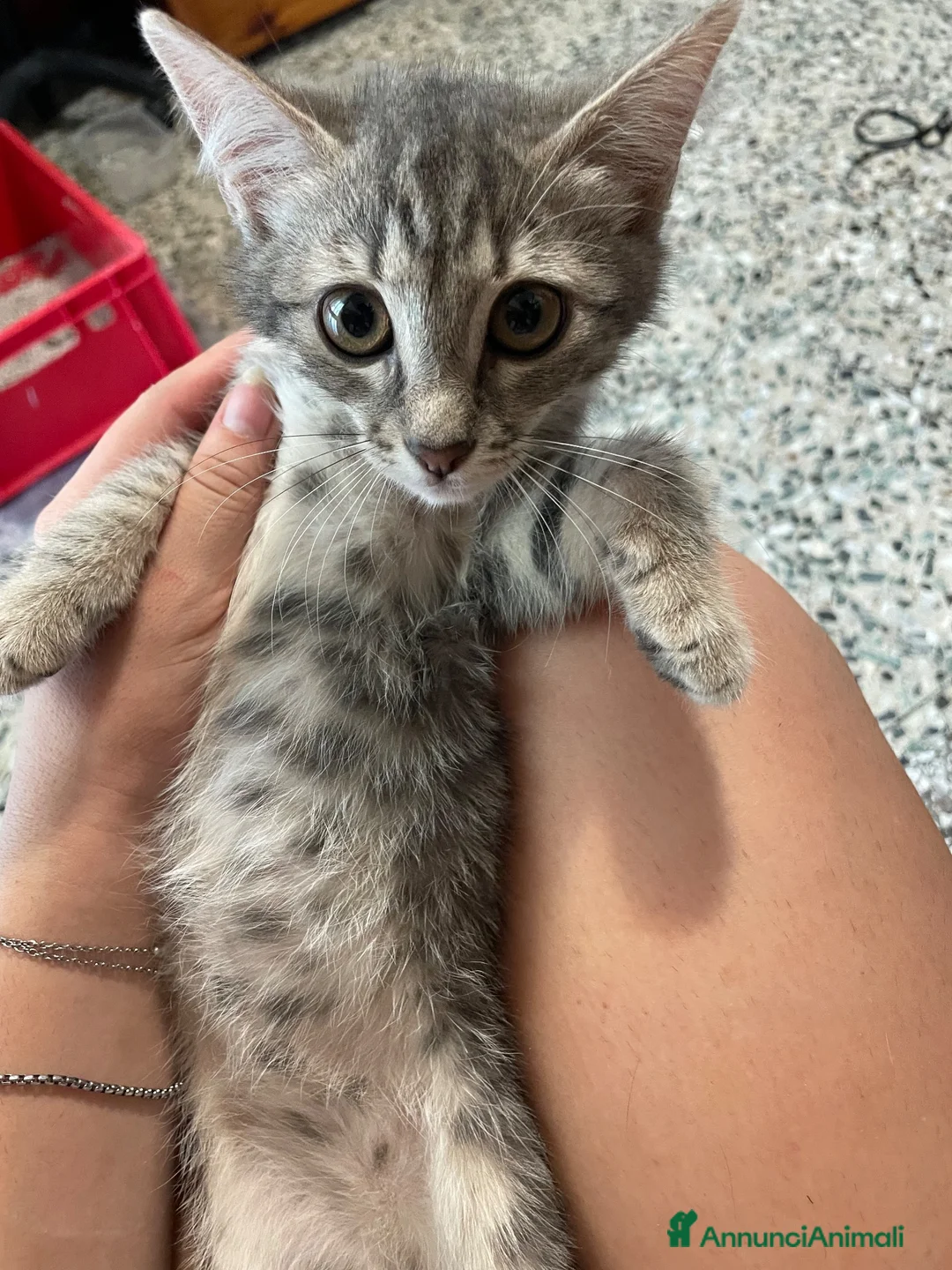 Meticcio gatti in vendita: Gattino simpatico  - Annuncio 6
