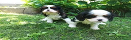 Cavalier King cani in vendita: Cavalier king con pedigree alta genealogia a Provincia di Bergamo - Annuncio 15