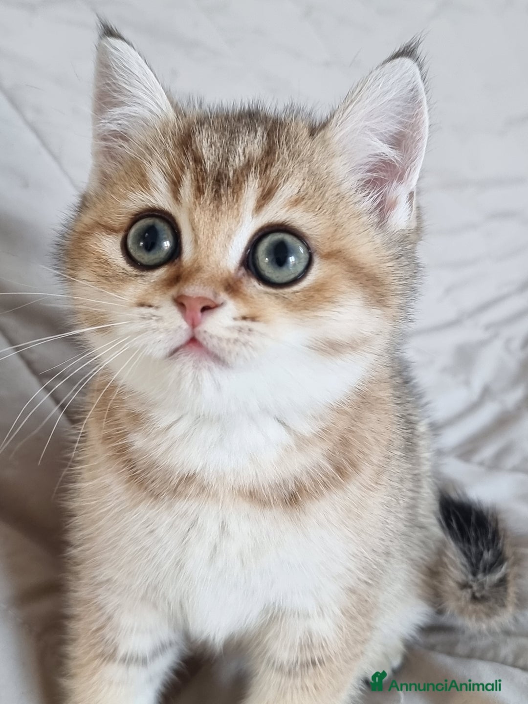 Scottish gatti in vendita: Scottish Straight con Pedigree  - Annuncio 1