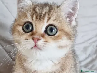 Scottish gatti Scottish Straight con Pedigree - Annuncio 6