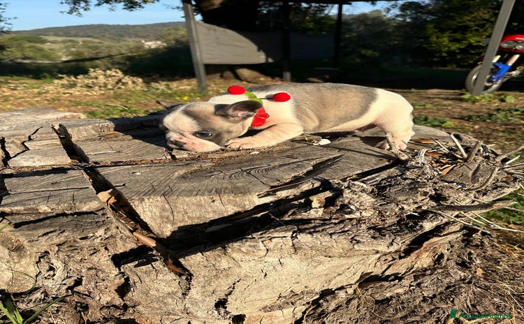 Bulldog Francese cani - Annuncio 5