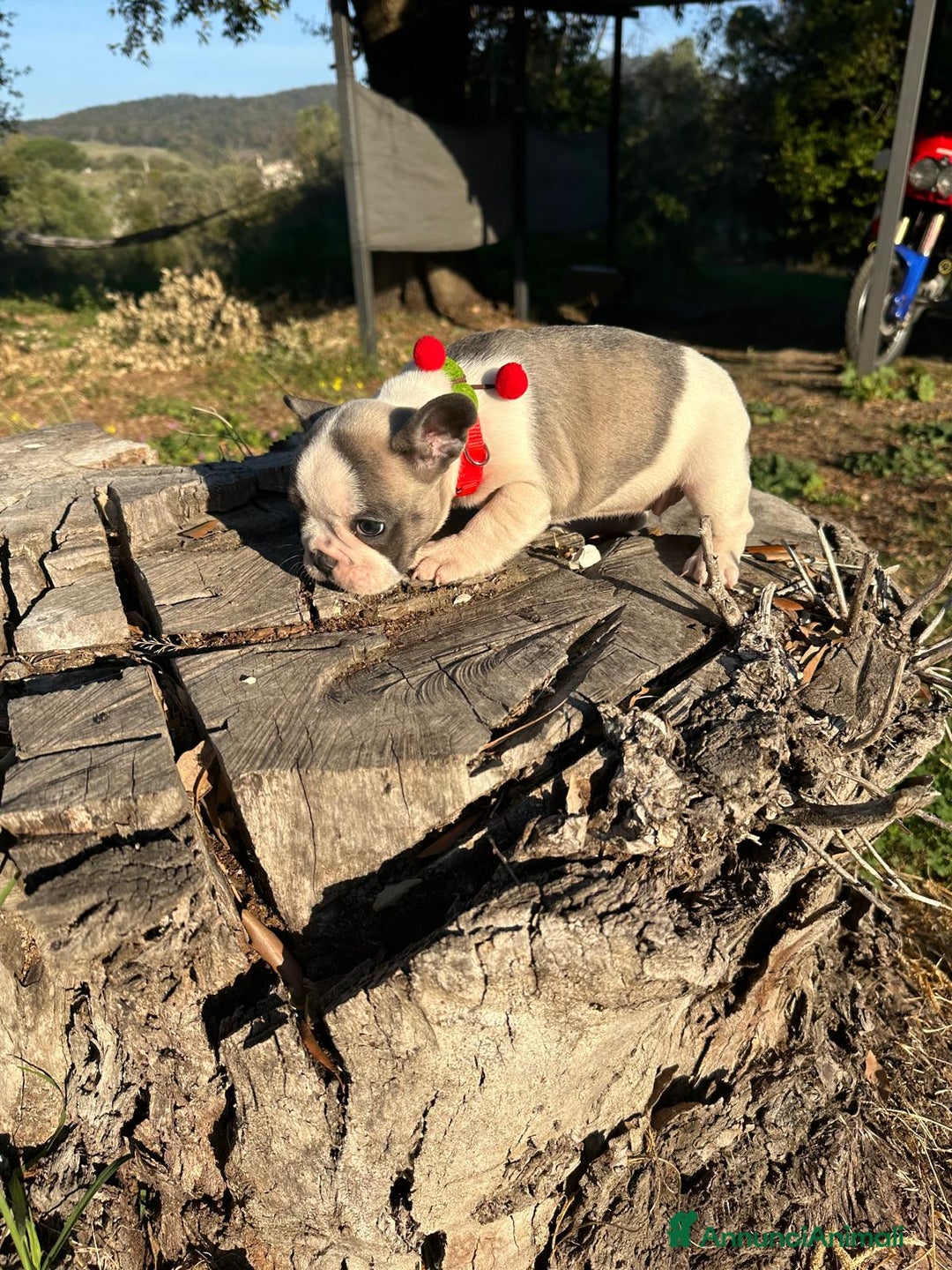 Bulldog Francese cani in vendita: Bulldog francese femmina  - Annuncio 1