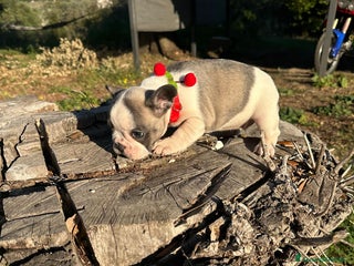 Bulldog Francese cani - Annuncio 16