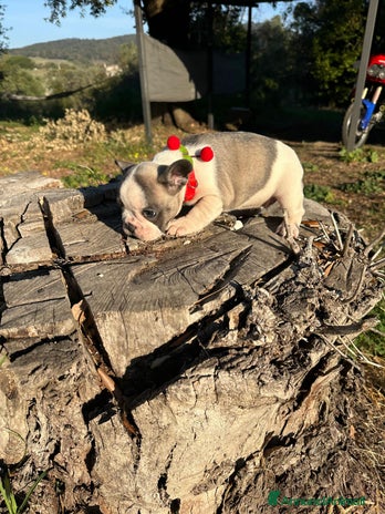 Bulldog Francese cani - Annuncio 2
