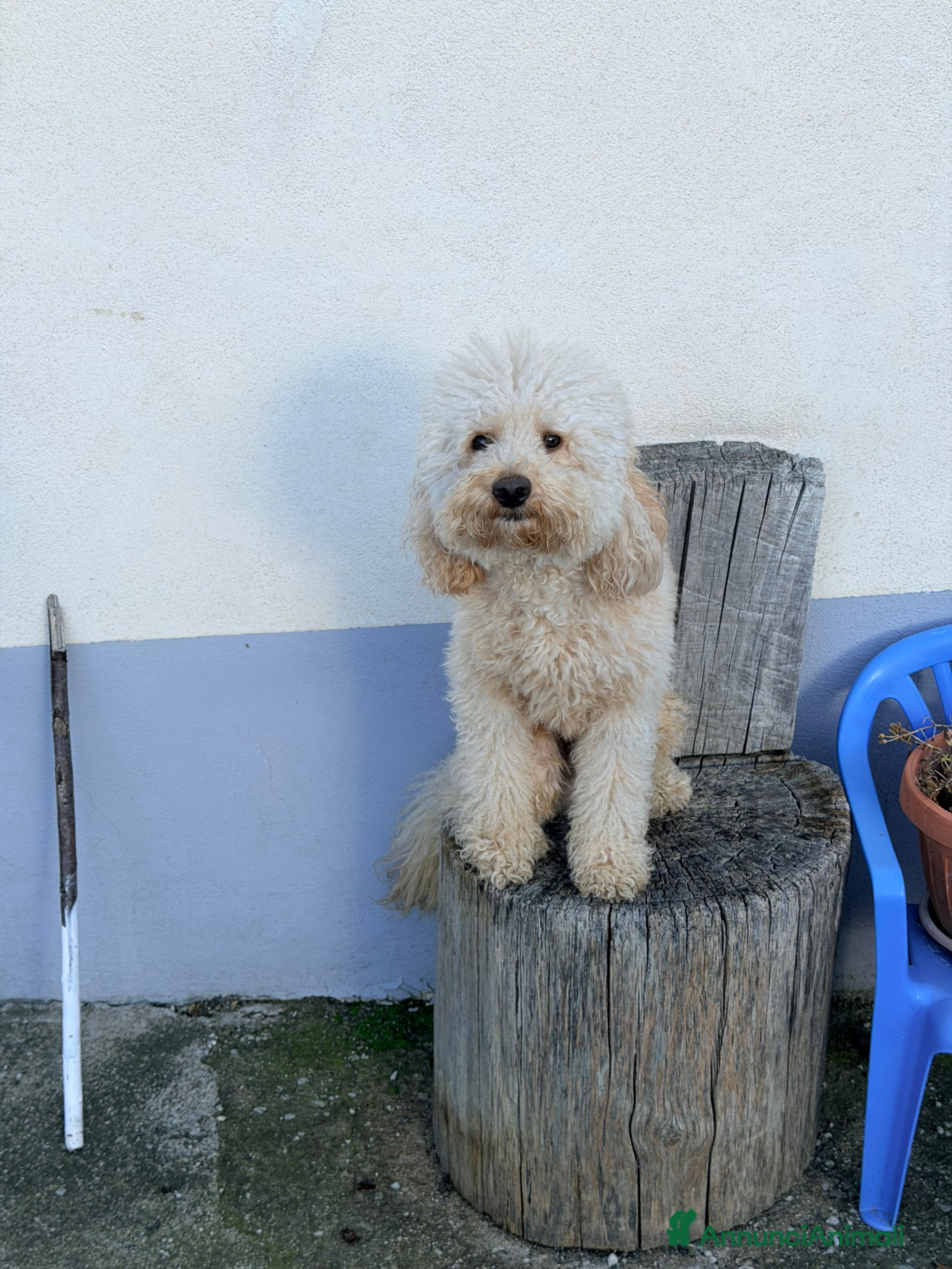 Barboncino cani Barboncino Nano per accoppiamento  - Annuncio 3