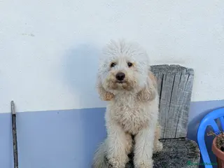 Barboncino cani Barboncino Nano per accoppiamento - Annuncio 4