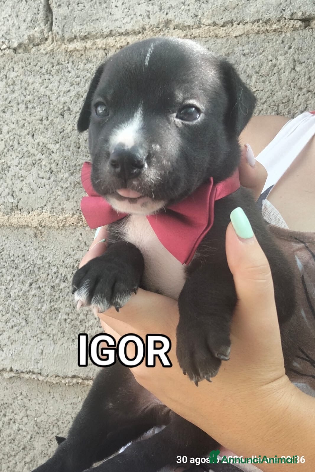 Meticcio cani Igor dolcissimo cucciolo simil pit - Annuncio 41