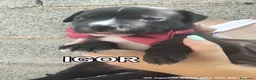 Meticcio cani in regalo: Igor dolcissimo cucciolo simil pit - Annuncio 1