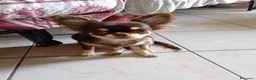 Chihuahua cani in vendita: Ultimo cucciolo Chihuahua disponibile,  a Città Metropolitana di Torino - Annuncio 7