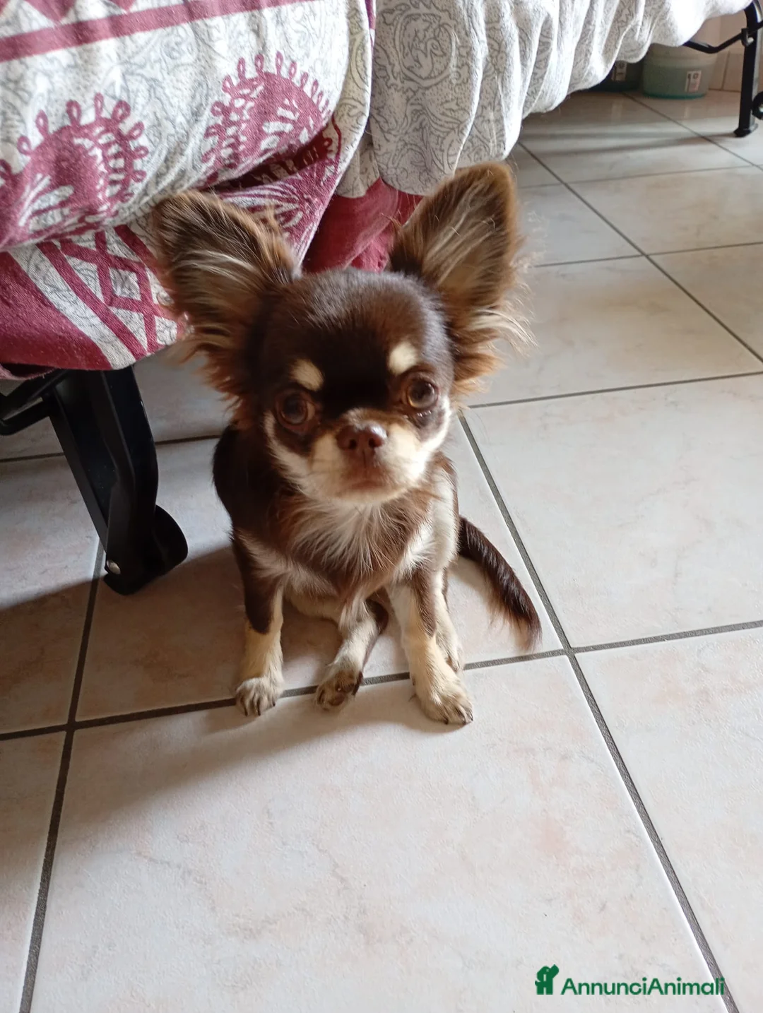 Chihuahua cani in vendita: Ultimo cucciolo Chihuahua disponibile,  a Città Metropolitana di Torino - Annuncio 7