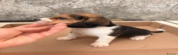 Beagle cani in vendita: Cuccioli di Beagle puri - Annuncio 5
