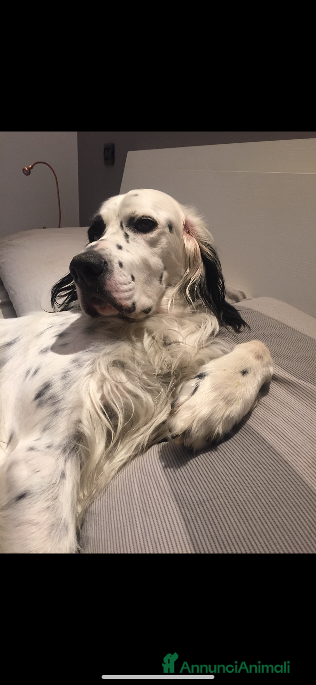 Setter Inglese cani in regalo: Setter inglese in regalo  - Annuncio 2