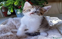 Persiano gatti in vendita: Gatto - Gattino persiano cucciolo maschio  a Provincia di Vercelli - Immagine 4