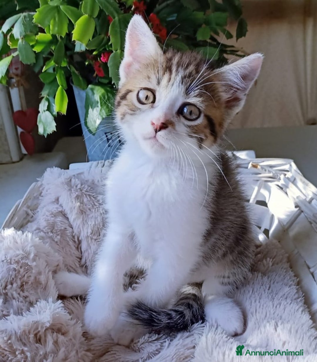 Persiano gatti in vendita: Gatto - Gattino persiano cucciolo maschio  a Provincia di Vercelli - Immagine 4