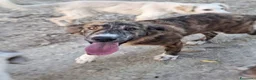 Meticcio cani in regalo: MORTADELLA 🩷 dolcezza da scoprire piano a Provincia di Bergamo - Annuncio 5