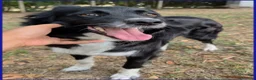 Meticcio cani in regalo: DIETA, MAMMINA SIMIL BORDER 2 ANNI - Annuncio 6