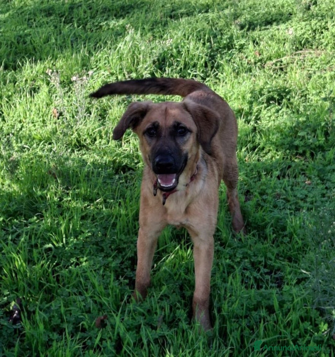 Meticcio cani in regalo: MORA 🩷 -cucciola stupenda; nessuno chiama per lei - Annuncio 5