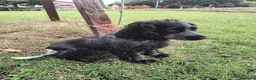 Cocker cani in vendita: 🐶 COCKER SPANIEL FEMMINA CON PEDIGREE ENCI  a Città metropolitana di Roma Capitale - Annuncio 3