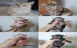 Maine Coon gatti in vendita: Prenotazioni Aperte - Cuccioli di Maine Coon! a Provincia di Cuneo - Immagine 1