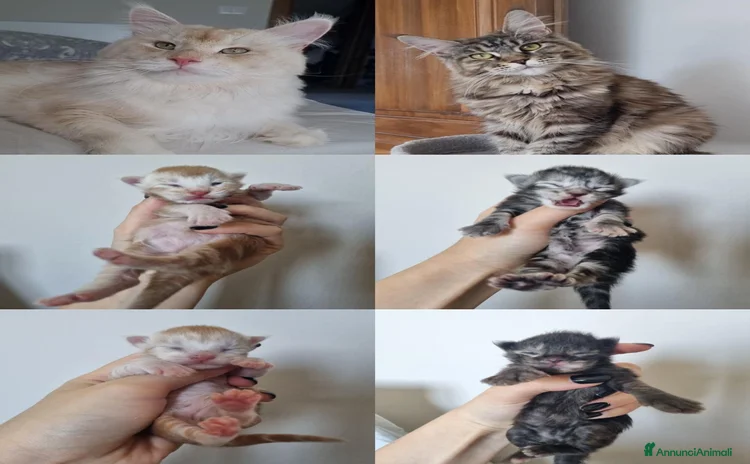 Maine Coon gatti a Provincia di Cuneo - Annuncio 7