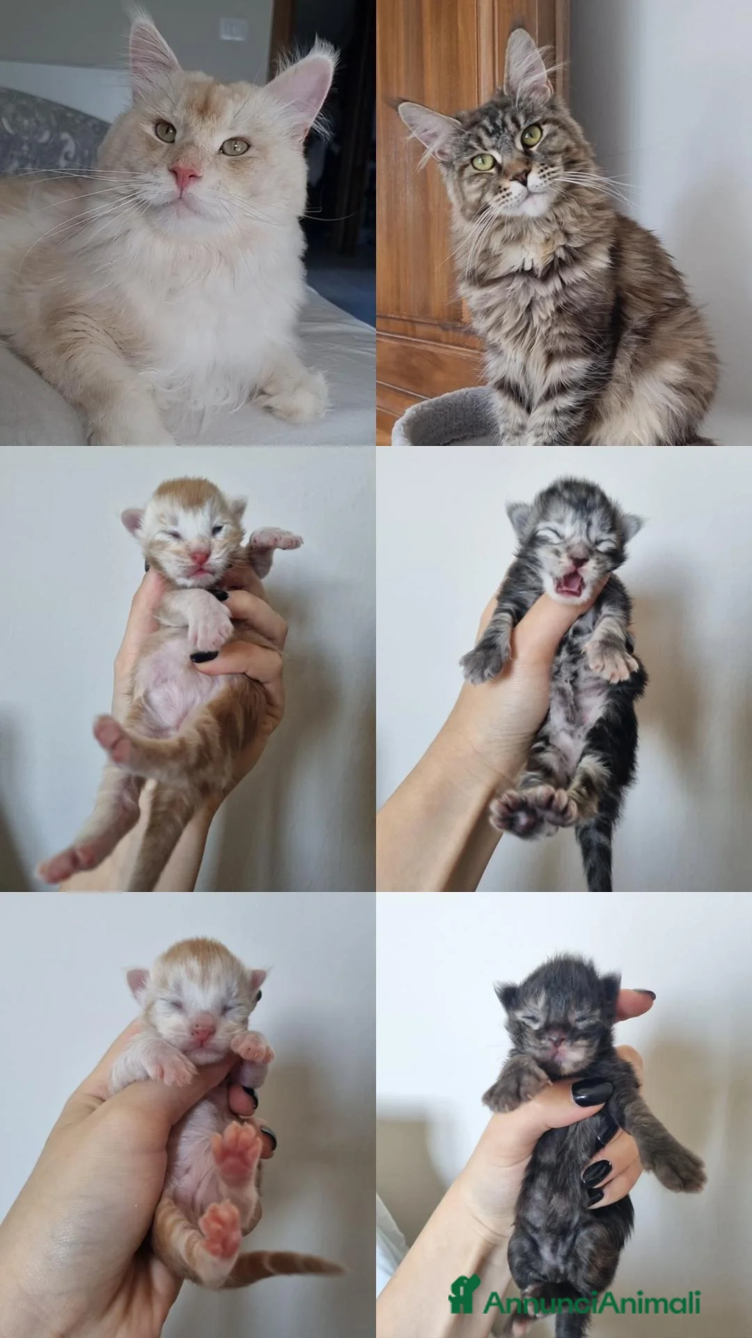 Maine Coon gatti in vendita: Prenotazioni Aperte - Cuccioli di Maine Coon! a Provincia di Cuneo - Immagine 1