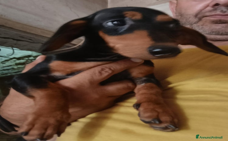 Bassotto cani a Provincia di Pavia - Annuncio 6