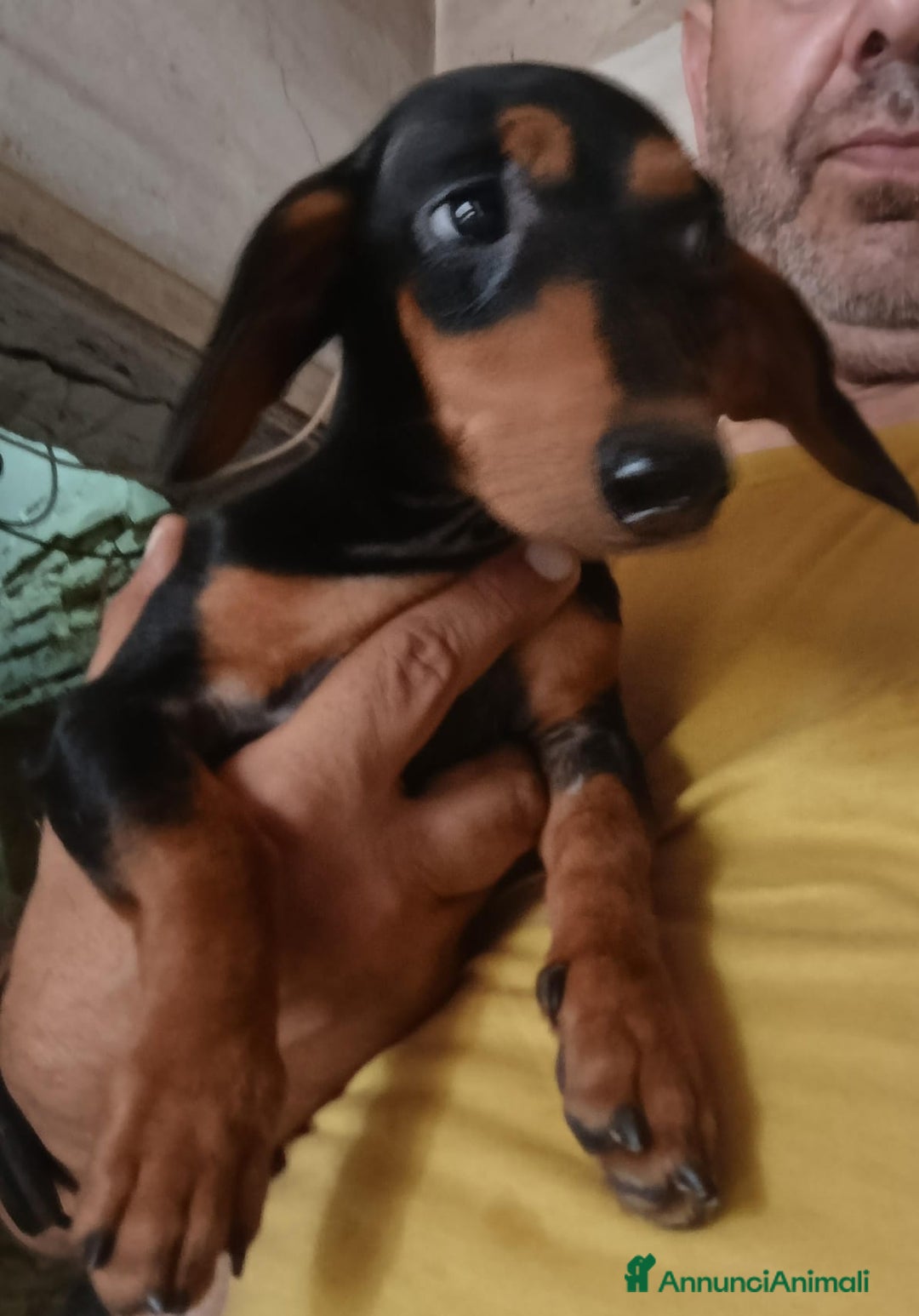 Bassotto cani in vendita: Bassotto Kaninchen a Provincia di Pavia - Immagine 1
