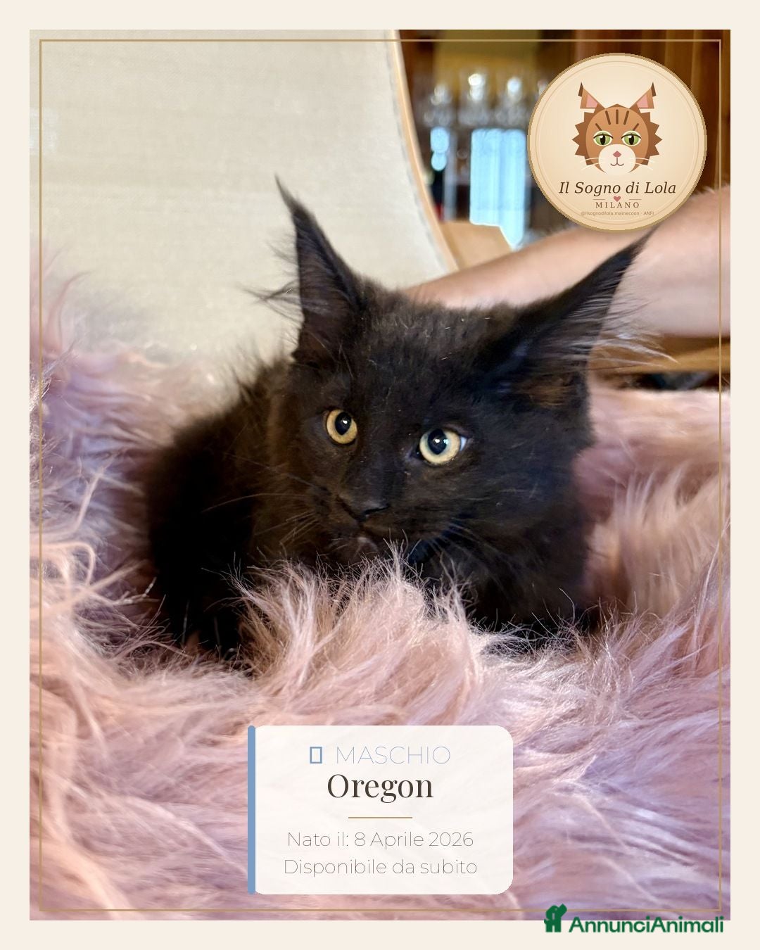 Maine Coon gatti Cuccioli Maine Coon ANFI – Il Sogno di Lola - Annuncio 5