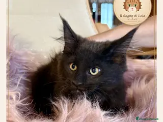 Maine Coon gatti Cuccioli Maine Coon ANFI – Il Sogno di Lola - Annuncio 5