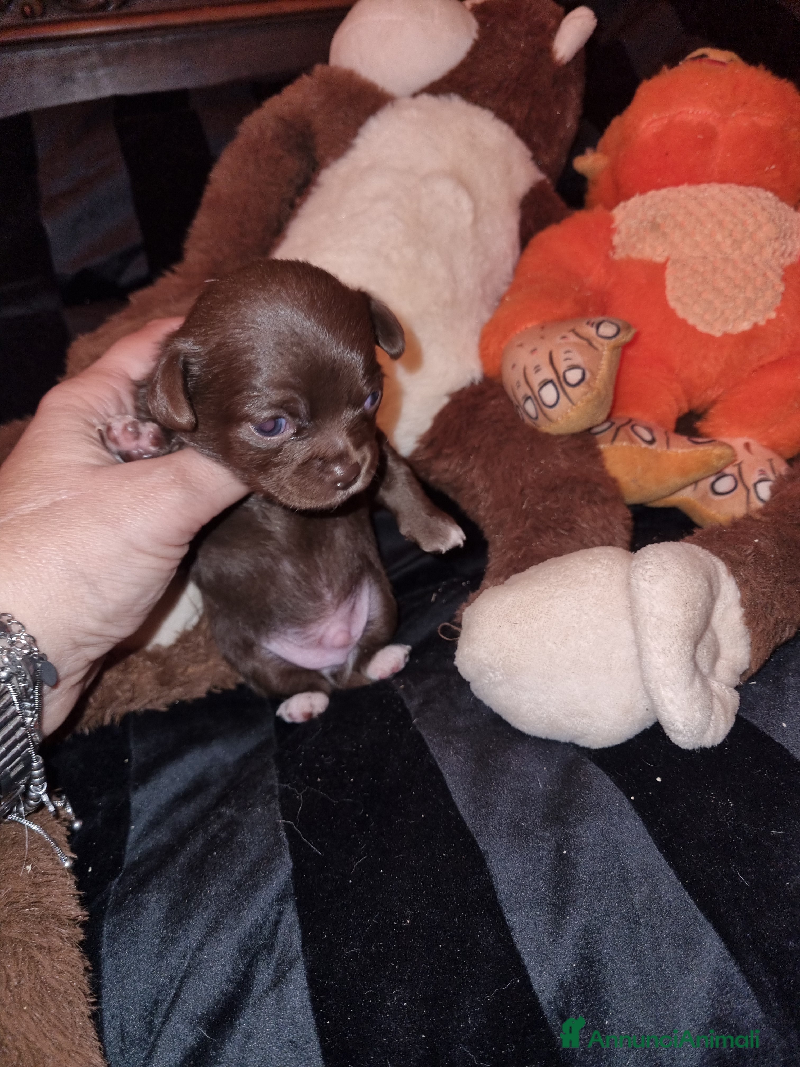 Chihuahua cani Cuccioli di chihuahua toy  - Annuncio 16