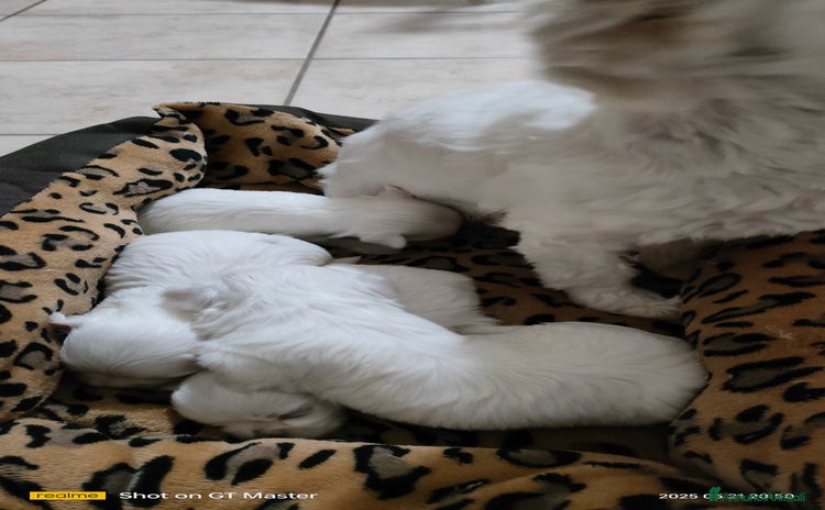 Maltese cani a Provincia di Frosinone - Annuncio 19