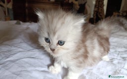 Persiano gatti in vendita: Gattini persiani normotipo Chinchilla  a Provincia di Modena - Immagine 11