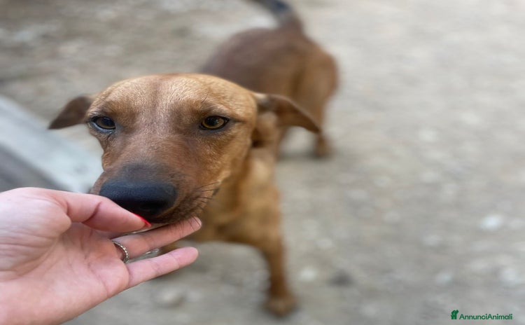 Meticcio cani a Città Metropolitana di Firenze - Annuncio 18