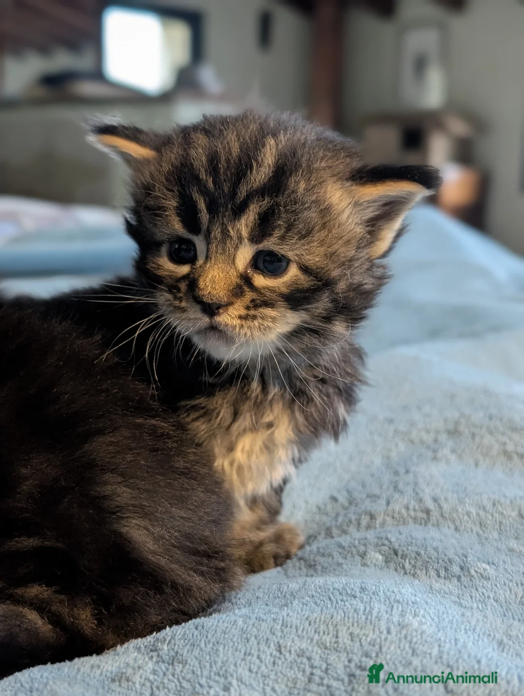 Maine Coon gatti in vendita: Cuccioli Maine Coon meravigliosi - Annuncio 2
