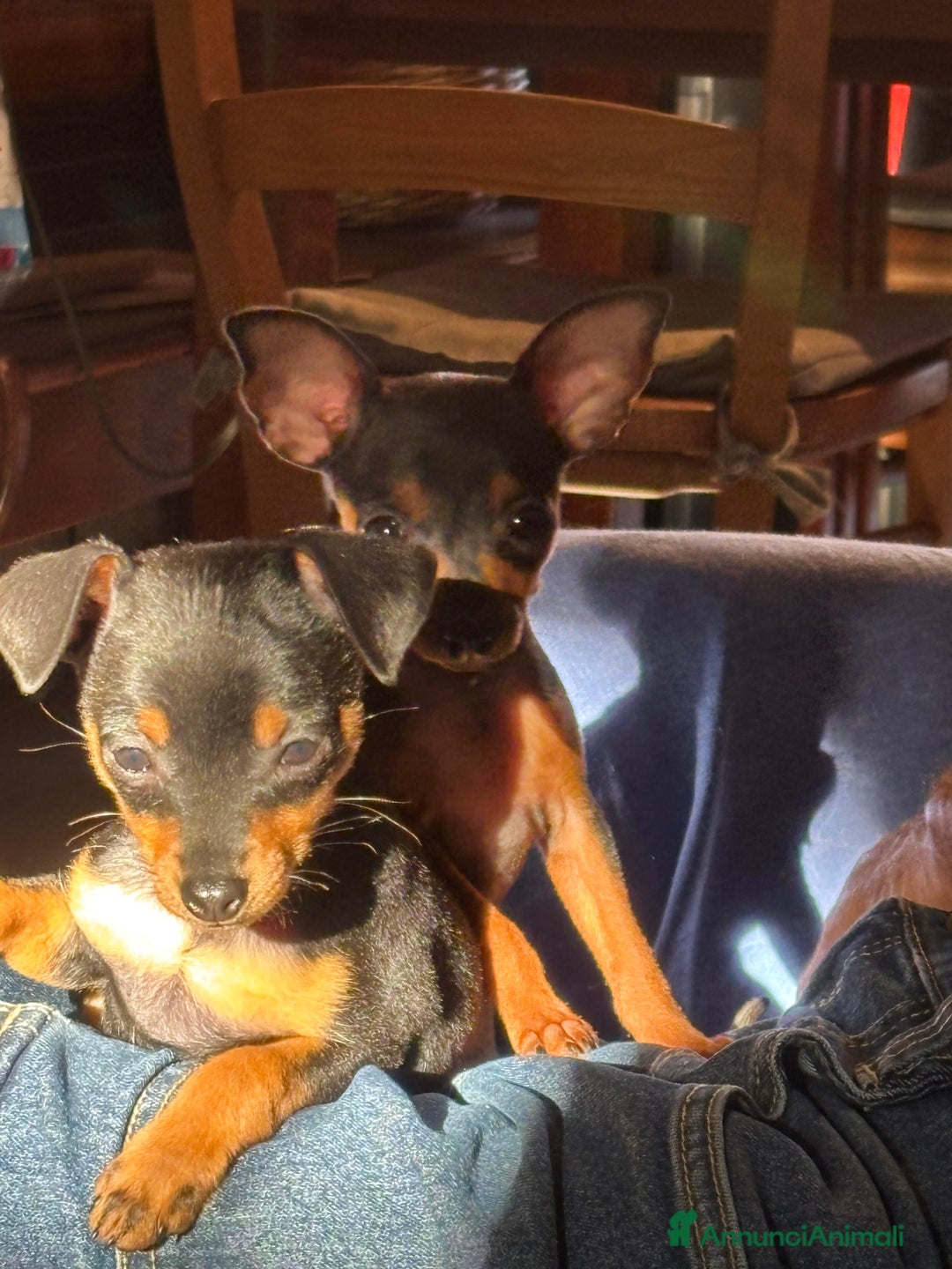 Pinscher Miniatura cani in vendita: disponibile ultimo maschietto Prague Ratter - Annuncio 2