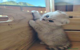 Scottish gatti in vendita: SCOTTISH FOLD E STRAIGHT CON PEDIGREE APERTO a Provincia di Bergamo - Immagine 9