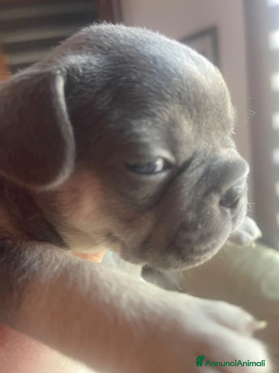 Bulldog Francese cani in vendita: Bulldog francese maschio  - Annuncio 3