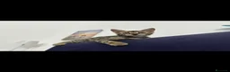 Bengala gatti in vendita: Brown Spotted beige chiaro  - Annuncio 1